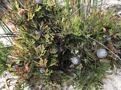 Isopogon anemonifolius, photographed by Ely Wallis