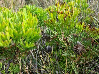Isopogon anemonifolius, photographed by Peggy Newman
