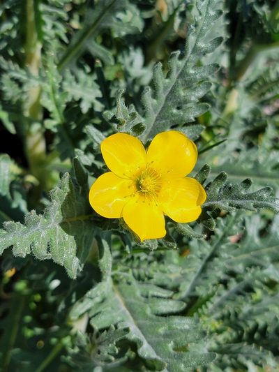 Mentzelia gracilenta, photographed by Theo Summer