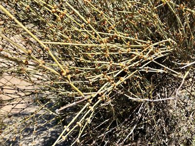 Ephedra californica, photographed by russnamitz