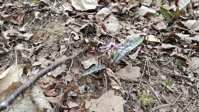 Erythronium dens-canis, photographed by Andrea Mologni