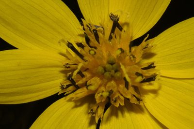 Helianthus porteri, photographed by Brian Finzel
