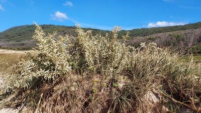 Atriplex cinerea, photographed by Peter B