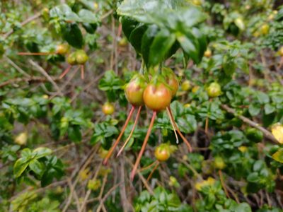 Mitraria coccinea, photographed by Fernanda Isidora Améstica Rojas