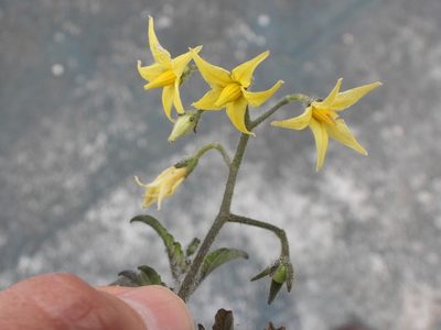 Solanum lycopersicum, photographed by Grete Pasch