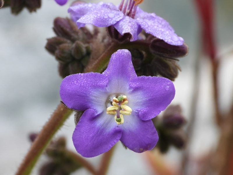 Wigandia urens, photographed by Grete Pasch