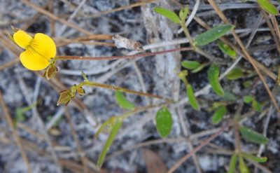 Crotalaria rotundifolia, photographed by saltyhiker