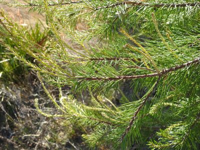 Pinus clausa, photographed by saltyhiker