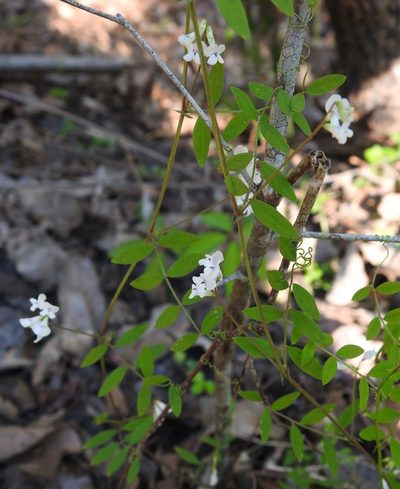 Vicia floridana, photographed by saltyhiker