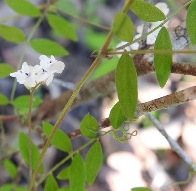 Vicia floridana, photographed by saltyhiker