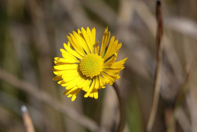 Helenium vernale, photographed by Kim