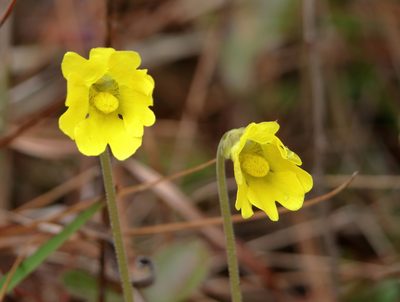 Pinguicula lutea, photographed by Kim