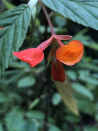 Begonia kalbreyeri, photographed by Skjold Søndergaard