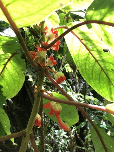 Glossoloma schultzei, photographed by Skjold Søndergaard