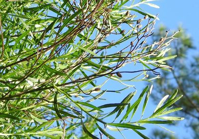 Baccharis angustifolia, photographed by saltyhiker