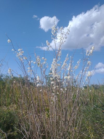 Gliricidia maculata, photographed by Juan Cruzado Cortés