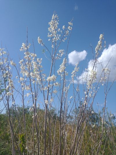 Gliricidia maculata, photographed by Juan Cruzado Cortés
