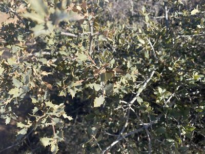Quercus turbinella, photographed by Ethan Wright