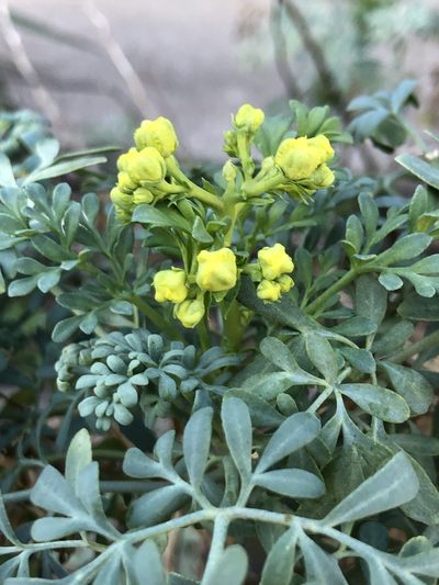 Ruta graveolens, photographed by Sophia K