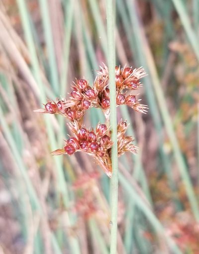 Juncus patens, photographed by Nicole