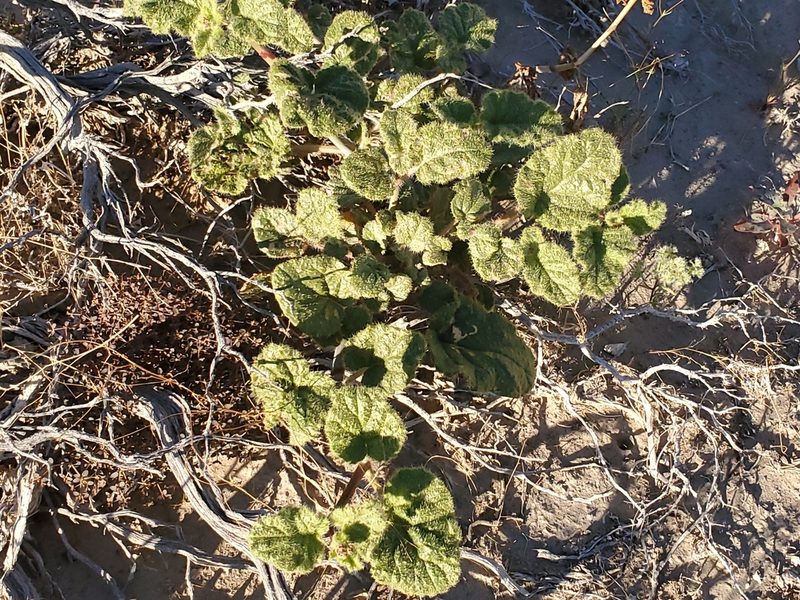 Anulocaulis annulatus, photographed by Craig Martin