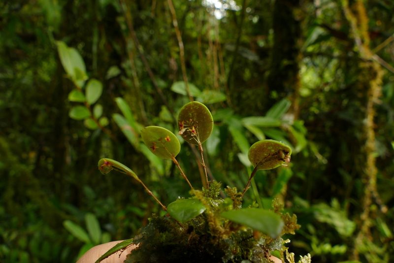 Lepanthes eros, photographed by Skjold Søndergaard