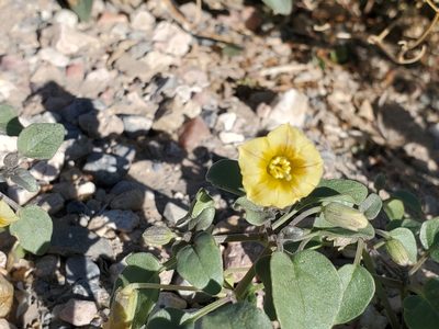Physalis crassifolia, photographed by Craig Martin