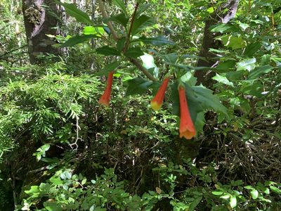 Desfontainia fulgens, photographed by nitsuga74