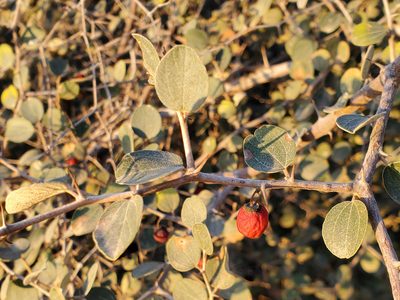 Ziziphus nummularia, photographed by Tom Field