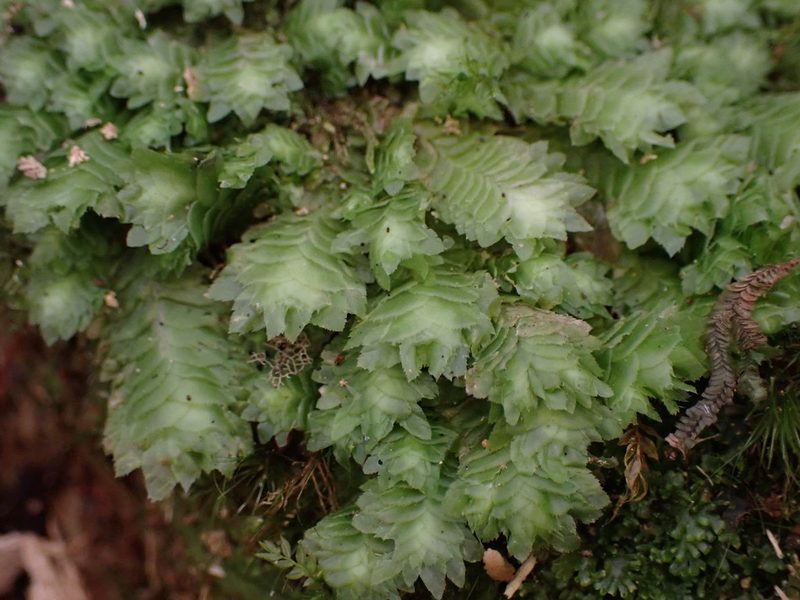 Schistochila balfouriana, photographed by Leon Perrie