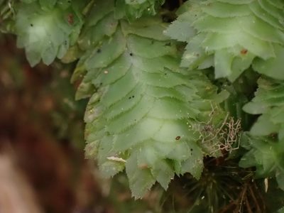 Schistochila balfouriana, photographed by Leon Perrie
