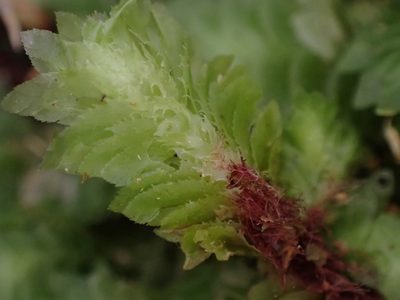 Schistochila balfouriana, photographed by Leon Perrie