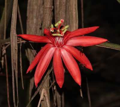 Passiflora vitifolia, photographed by desertnaturalist