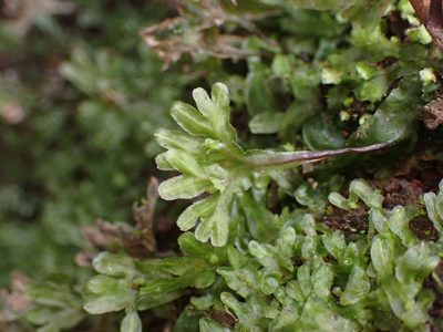 Symphyogyna hymenophyllum, photographed by Leon Perrie
