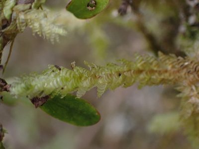 Alleniella hymenodonta, photographed by Leon Perrie