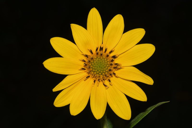 Helianthus verticillatus, photographed by Brian Finzel