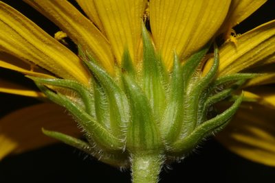 Helianthus verticillatus, photographed by Brian Finzel