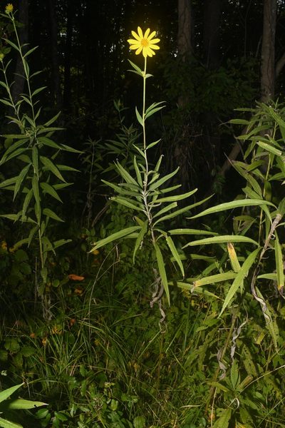 Helianthus verticillatus, photographed by Brian Finzel
