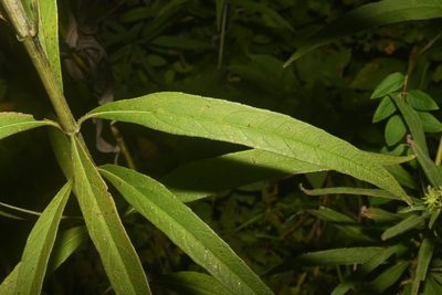 Helianthus verticillatus, photographed by Brian Finzel