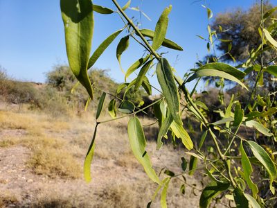 Salvadora oleoides, photographed by Tom Field