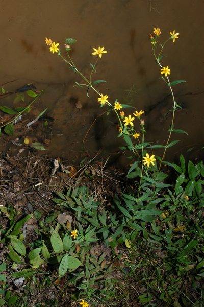 Jamesianthus alabamensis, photographed by Brian Finzel