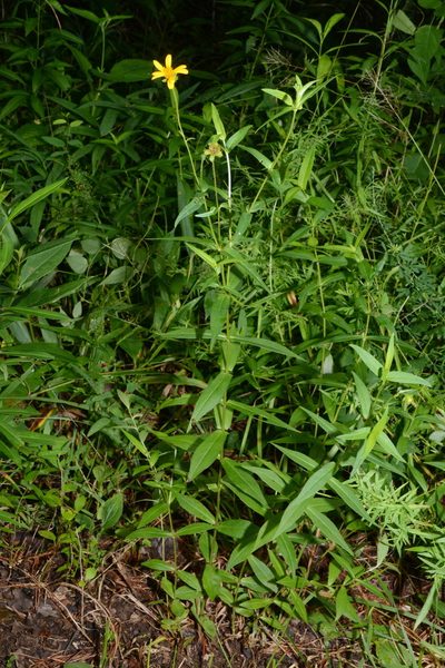 Jamesianthus alabamensis, photographed by Brian Finzel