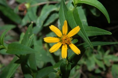 Jamesianthus alabamensis, photographed by Brian Finzel