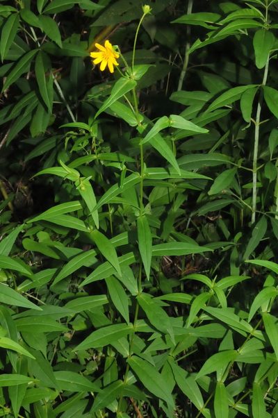 Jamesianthus alabamensis, photographed by Brian Finzel