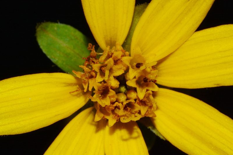 Jamesianthus alabamensis, photographed by Brian Finzel