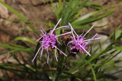 Liatris oligocephala, photographed by Brian Finzel