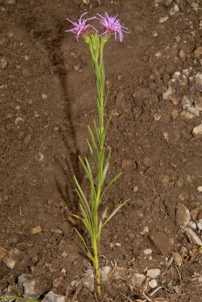 Liatris oligocephala, photographed by Brian Finzel