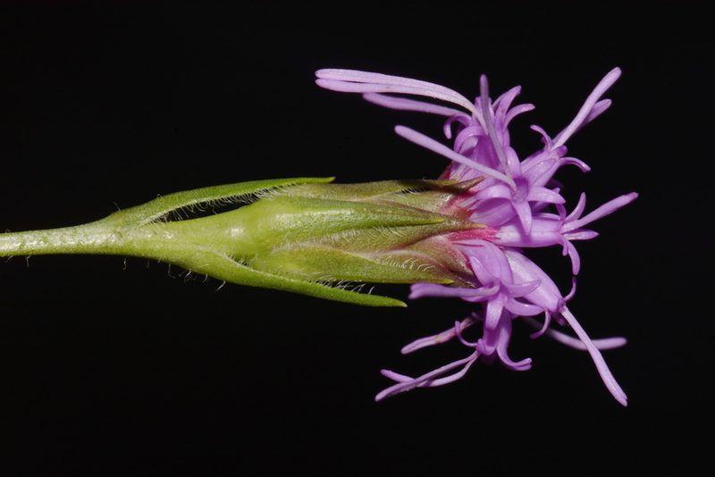 Liatris oligocephala, photographed by Brian Finzel