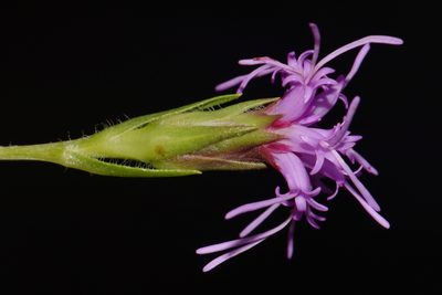 Liatris oligocephala, photographed by Brian Finzel