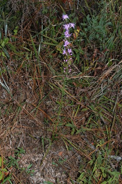 Liatris elegantula, photographed by Brian Finzel